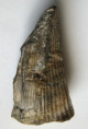 /products/conus-adversarius-tryoni-heilprin-18872/